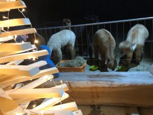 weihnachtsmarkt paderborn